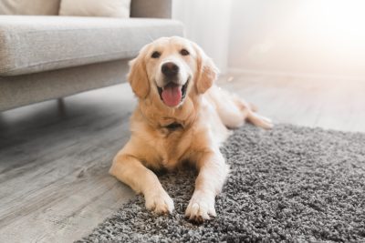 Portrait of happy healthy dog lying on gray rug floor carpet indoors in living room at home. Cute golden retriever resting near couch, free copy space, sunlight sun flare. Domestic Pet